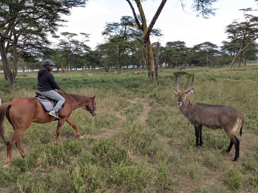 From Nairobi: Horseback Wildlife Safari with Transfer & Meal - Safety, what to wear, and who should skip horseback
