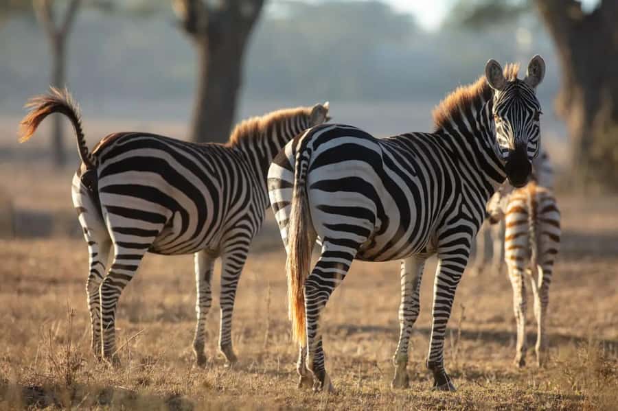 From Nairobi: Horseback Wildlife Safari with Transfer & Meal - Group size, guide language, and keeping the day stress-free