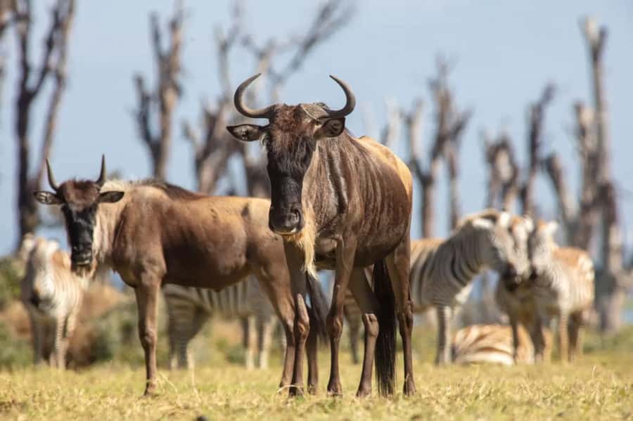 From Nairobi: Horseback Wildlife Safari with Transfer & Meal - Price and value: is $235 worth it?