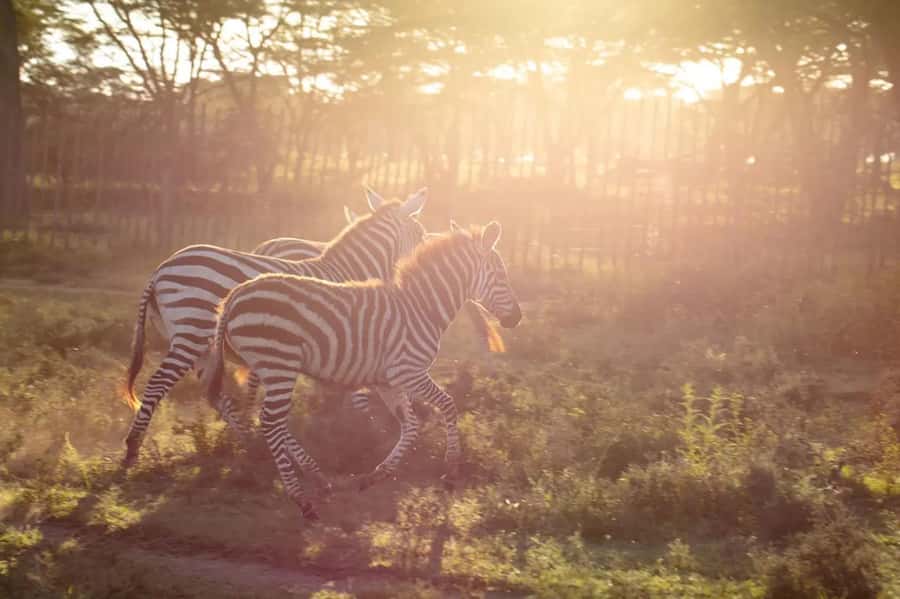 From Nairobi: Horseback Wildlife Safari with Transfer & Meal - Should you book this Nairobi horseback wildlife safari?