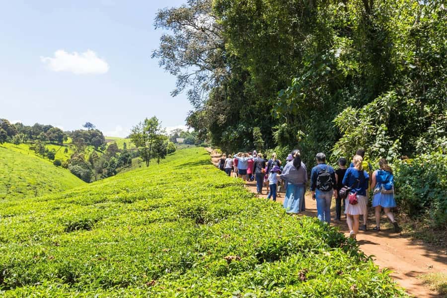 From Nairobi: Kiambethu Tea Farm Tour & Lunch - Kiambethu Tea Farm: A Nairobi Escape Into Central Kenya’s Tea World