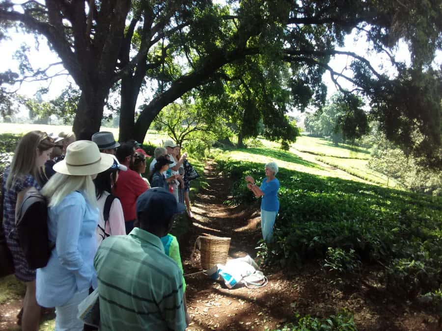 From Nairobi: Kiambethu Tea Farm Tour & Lunch - Walking the Indigenous Forest and Catching Colobus Monkeys