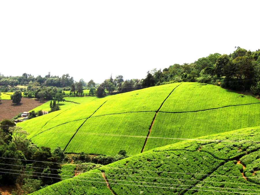 From Nairobi: Kiambethu Tea Farm Tour & Lunch - 9:30 AM Pickup, Four Hours by Van, and an 11 AM Arrival Pace