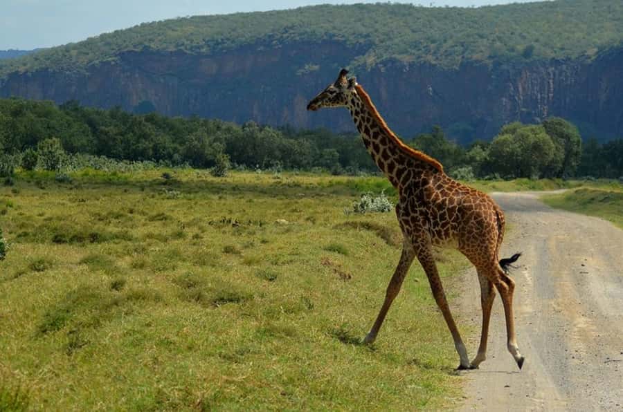 From Nairobi: Lake Naivasha and Hell's Gate Park Day Tour - Key highlights worth planning around