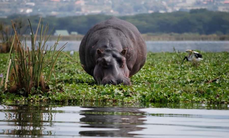 From Nairobi: Lake Naivasha and Hell's Gate Park Day Tour - Why this Nairobi day trip works: biking, gorges, and Lake Naivasha together