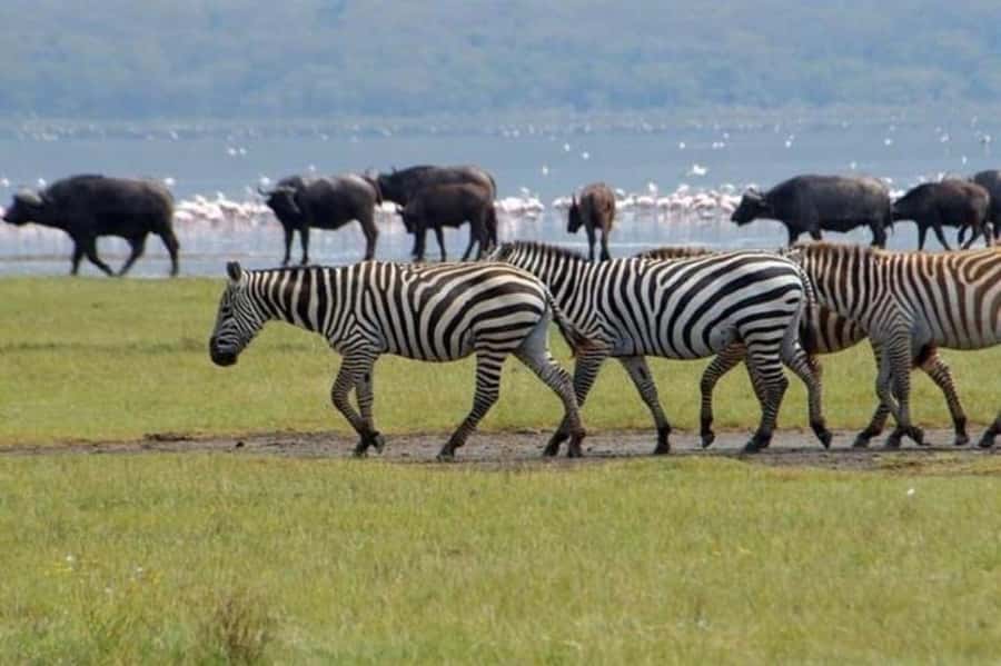 From Nairobi: Lake Nakuru National Park Full-Day Tour - Key Things I’d Tell a Friend Before You Go