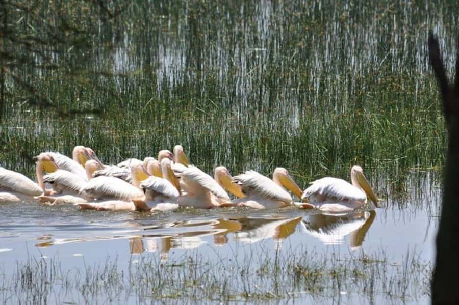 From Nairobi: Lake Nakuru National Park Full-Day Tour - Bird Sanctuary Mode, How Flamingos Fit Into a Safari Day