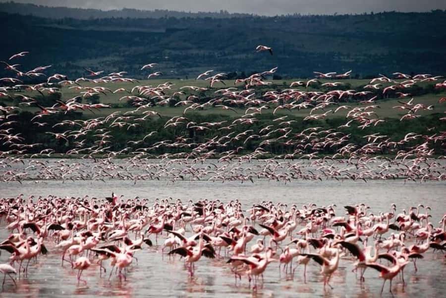 From Nairobi: Lake Nakuru National Park Full-Day Tour - The 8-Hour Reality: Making the Most of the Timing