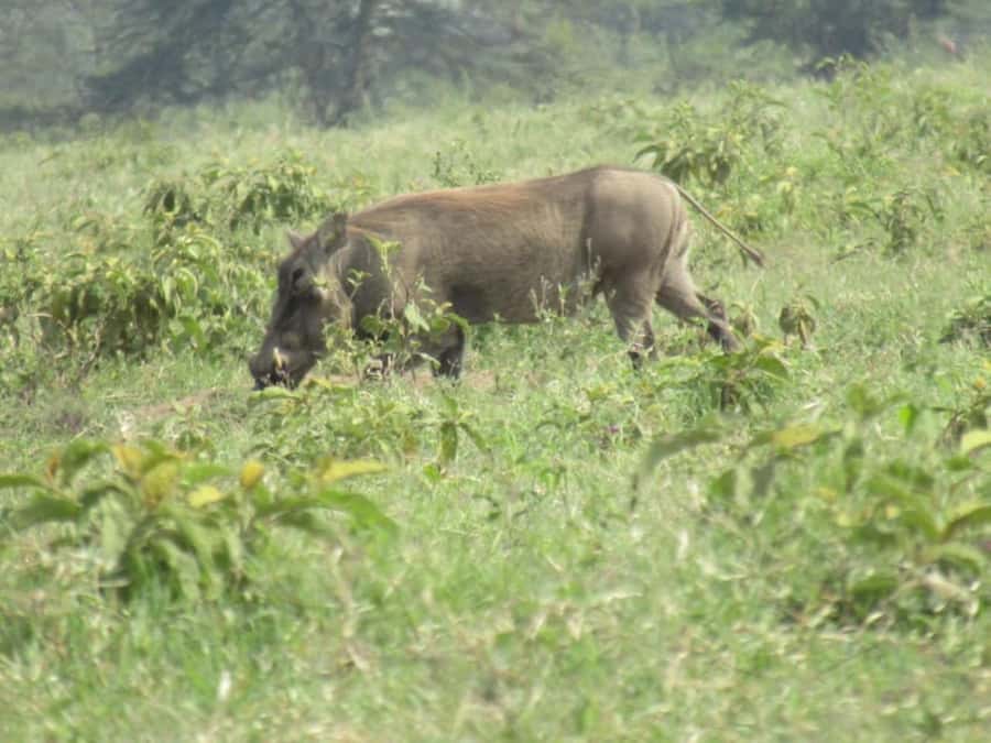From Nairobi: Lake Nakuru National Park Full-Day Tour - Rhino and Bird Spotting Tips That Actually Help