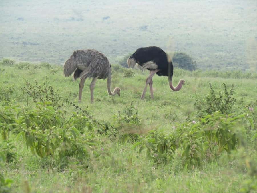From Nairobi: Lake Nakuru National Park Full-Day Tour - Price, Value, and What You Still Need to Pay