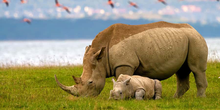 From Nairobi: Lakes Nakuru & Naivasha National Park Day Tour - Leaving Lake Nakuru around 3:00 PM: The shift to Naivasha