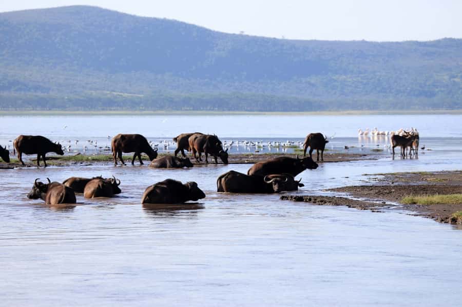 From Nairobi: Lakes Nakuru & Naivasha National Park Day Tour - Lake Naivasha boat ride: Hippos up close, eagles in the mix