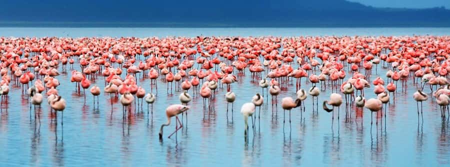 From Nairobi: Lakes Nakuru & Naivasha National Park Day Tour - Entering Lake Nakuru: Pink flamingoes, rhinos, and a bird sanctuary feel