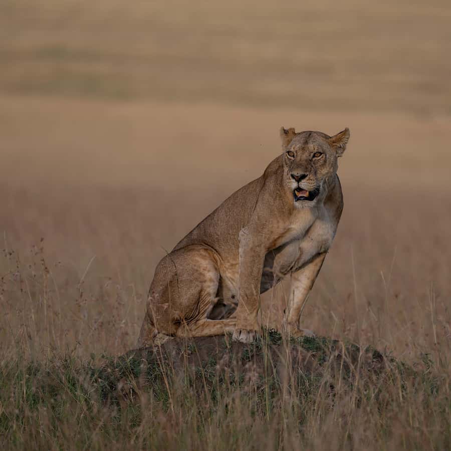From Nairobi: Maasai Mara 1-Day Safari: AW, Lunch & Pickup - The drive through the Rift Valley and the early pickup reality