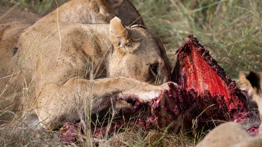 From Nairobi: Maasai Mara 1-Day Safari: AW, Lunch & Pickup - Afternoon game drive, where predator chances and photos take over