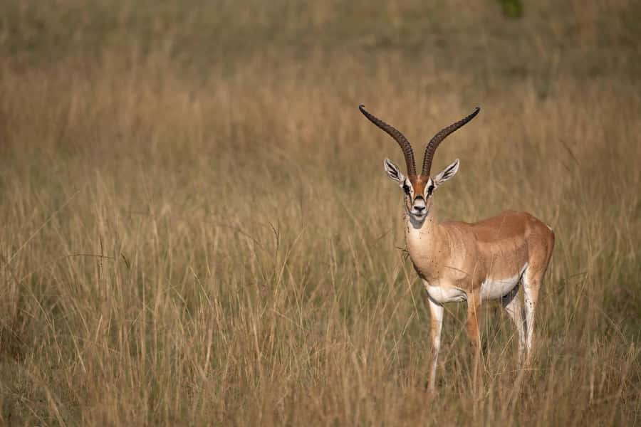 From Nairobi: Maasai Mara 1-Day Safari: AW, Lunch & Pickup - Guides and small group size, why it helps on a tight schedule