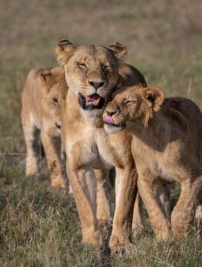 From Nairobi: Maasai Mara 1-Day Safari: AW, Lunch & Pickup - What to bring, and the small stuff that makes a big difference