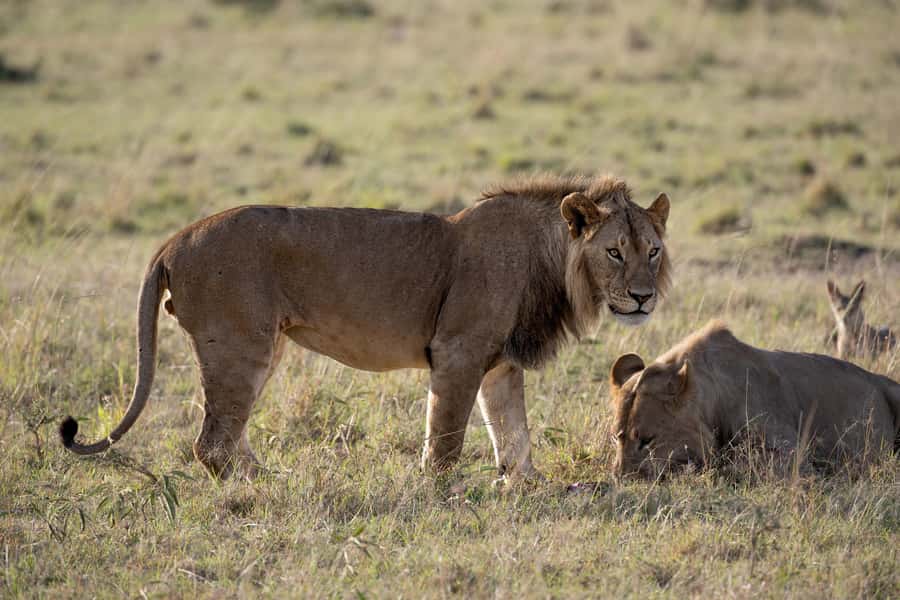 From Nairobi: Maasai Mara 1-Day Safari: AW, Lunch & Pickup - Who should book this 1-day safari, and who should not