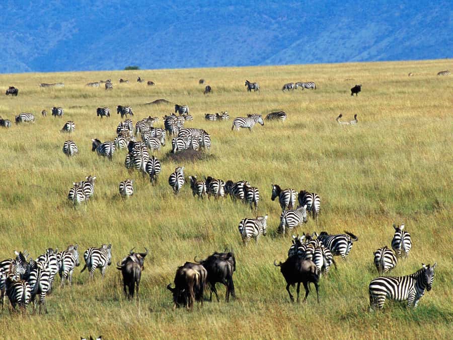 From Nairobi: Maasai Mara 3Day Budget Safari Holiday on Jeep - Key Points You’ll Care About