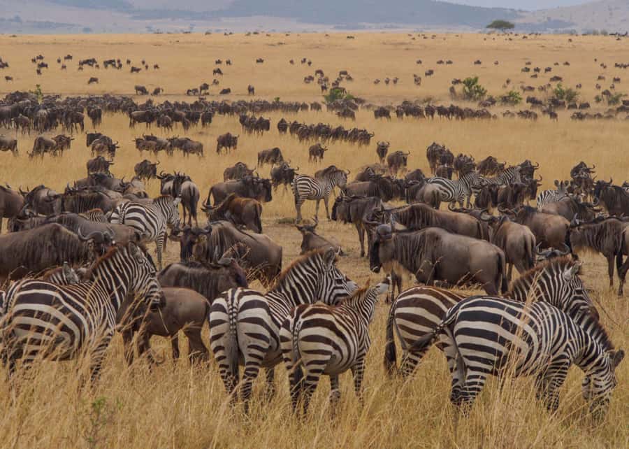 From Nairobi: Maasai Mara 3Day Budget Safari Holiday on Jeep - What You’ll Actually Get From Lenchada Tented Camp (and Why It’s a Good Budget Choice)