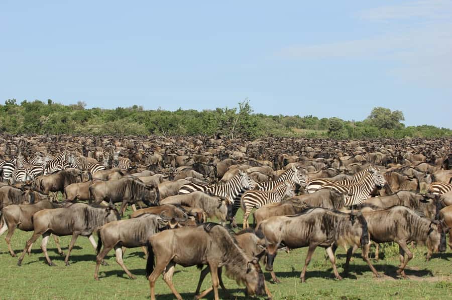 From Nairobi: Masai Mara 3-day Camping Safari by Jeep - Day 3: Morning African breakfast, checkout, and back to Nairobi
