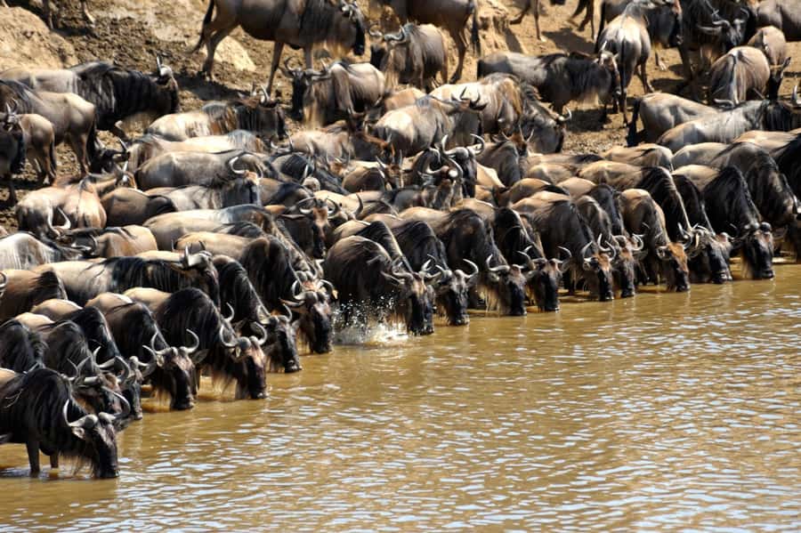 From Nairobi: Masai Mara 3-day Camping Safari by Jeep - What’s included, and how to judge real value against the final total