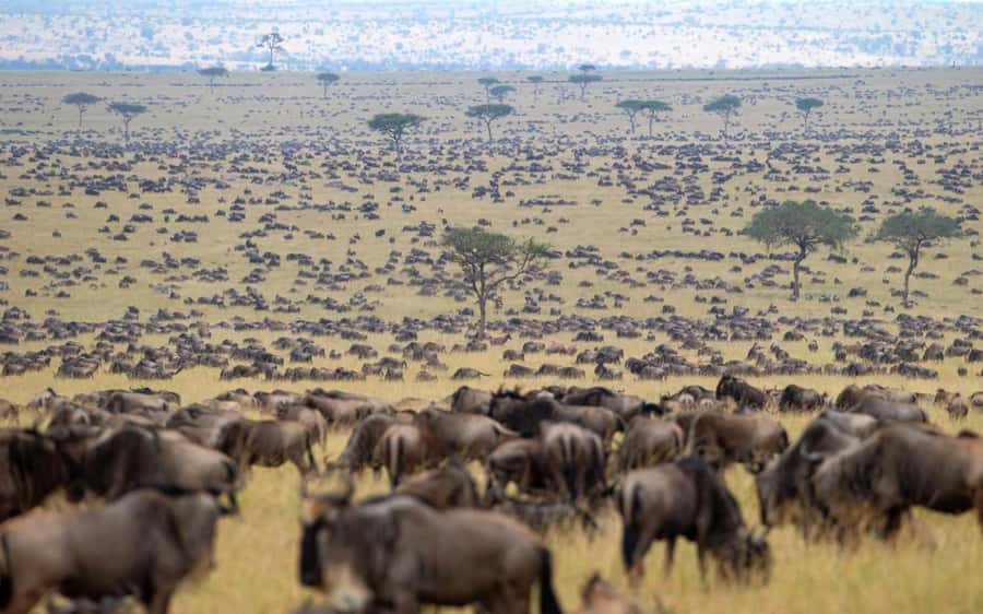From Nairobi: Masai Mara 3-day Camping Safari by Jeep - Who this Masai Mara 3-day camping safari suits best