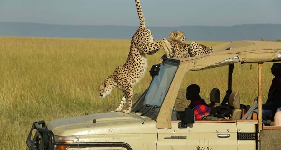 From Nairobi: Masai Mara 3-day Camping Safari by Jeep - Day 1: Nairobi to Maasai Mara, the Great Valley Viewpoint stop and your first game drive
