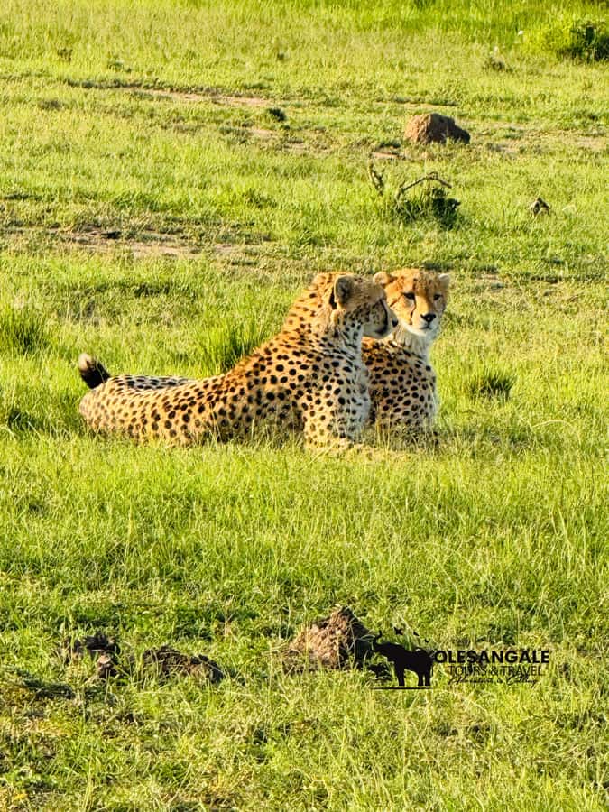 From Nairobi to Masai Mara Reserve & Village visit Day trip - Picnic lunch on safari: breaks you can feel good about
