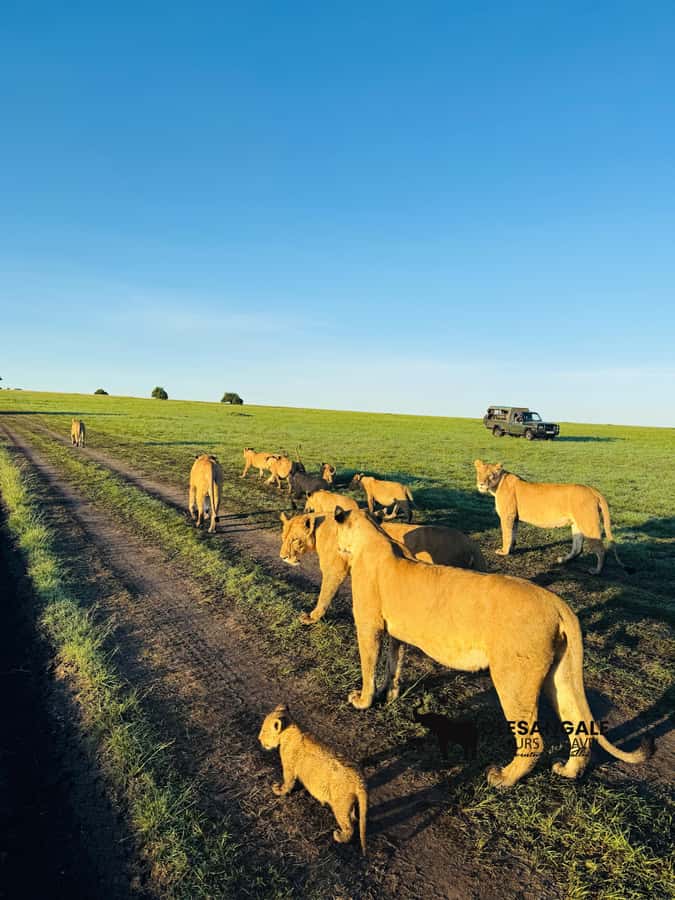 From Nairobi to Masai Mara Reserve & Village visit Day trip - Masai village visit: culture stop with real questions, not just a photo stop