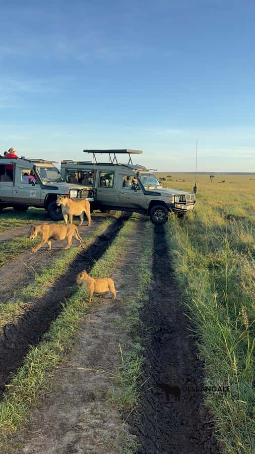 From Nairobi to Masai Mara Reserve & Village visit Day trip - Price and logistics: the real cost of a one-day Mara safari