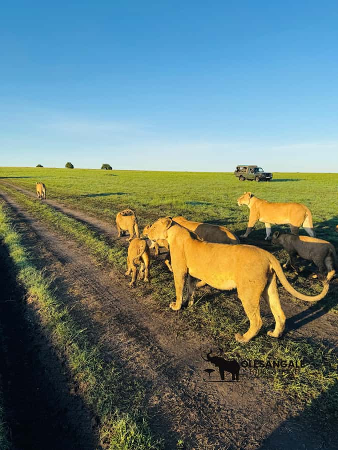 From Nairobi to Masai Mara Reserve & Village visit Day trip - Who this one-day Nairobi to Mara trip is best for