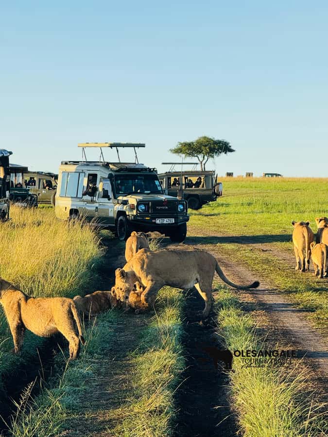 From Nairobi to Masai Mara Reserve & Village visit Day trip - Should you book? My practical take