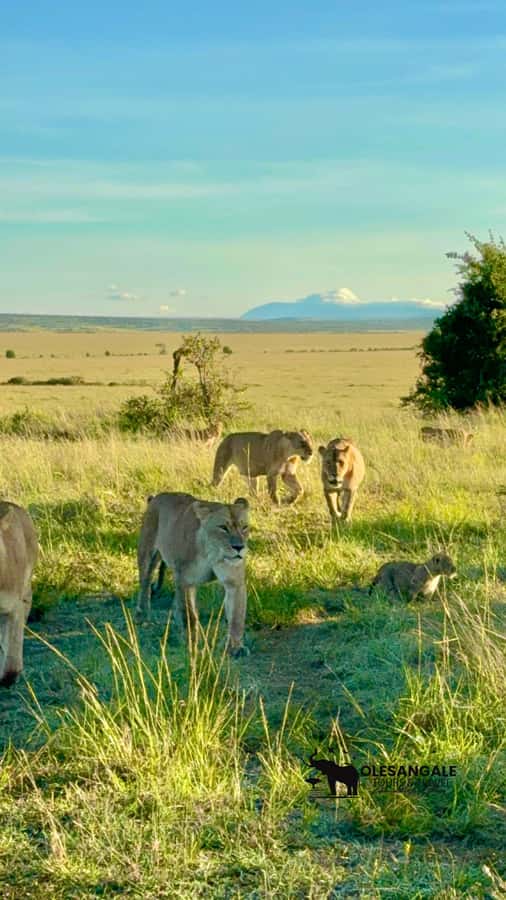 From Nairobi to Masai Mara Reserve & Village visit Day trip - FAQ