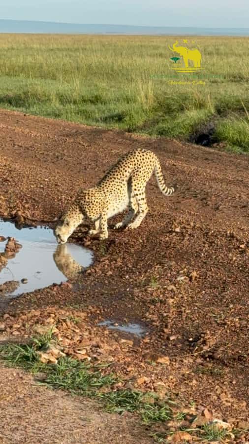 From Nairobi to Masai Mara Reserve & Village visit Day trip - The 4-hour Masai Mara game drive: Big Five chances and what to watch for