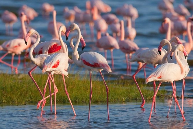 Full-Day Lake Nakuru National Park from Nairobi - Flamingos and the birding dream at Lake Nakuru