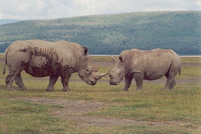 Full-Day Lake Nakuru National Park from Nairobi - Lunch at Lake Nakuru Lodge area: refuel and reset