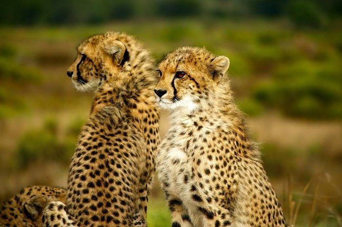 Full-Day Lake Nakuru National Park from Nairobi - Price and what $367 covers, and what it does not