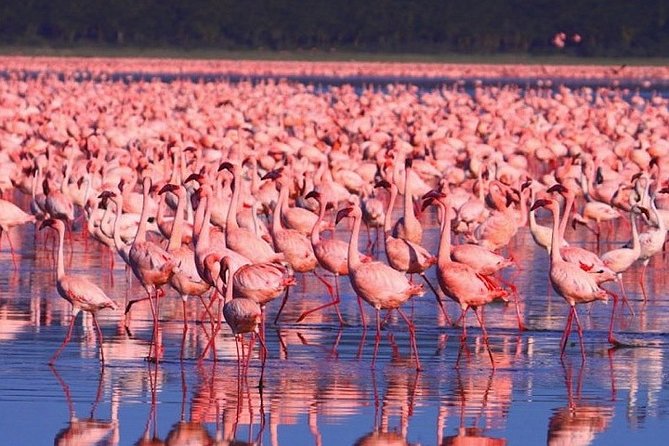 Full-Day Lake Nakuru National Park from Nairobi - Rhinoceros territory: why two drives changes the odds