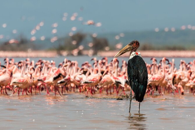 Full-Day Lake Nakuru National Park Private Tour from Nairobi - Lunch at Lake Nakuru Lodge, plus the picnic option
