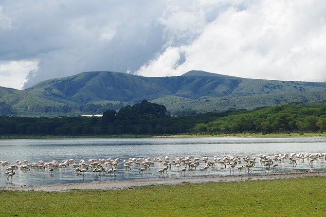 Full-Day Lake Nakuru National Park Private Tour from Nairobi - Private tour perks, and why timing can feel tight