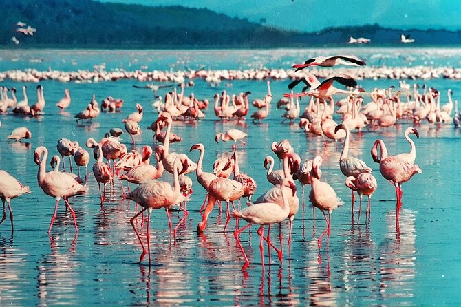 Full-Day Lake Nakuru National Park Private Tour from Nairobi - How the Great Rift Valley viewpoint fits the day