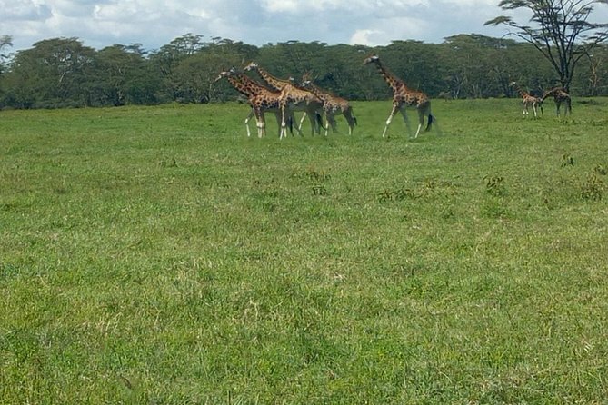 Full-Day Lake Nakuru National Park Private Tour from Nairobi - Arriving at Lake Nakuru by 9:00am and getting real game-drive time