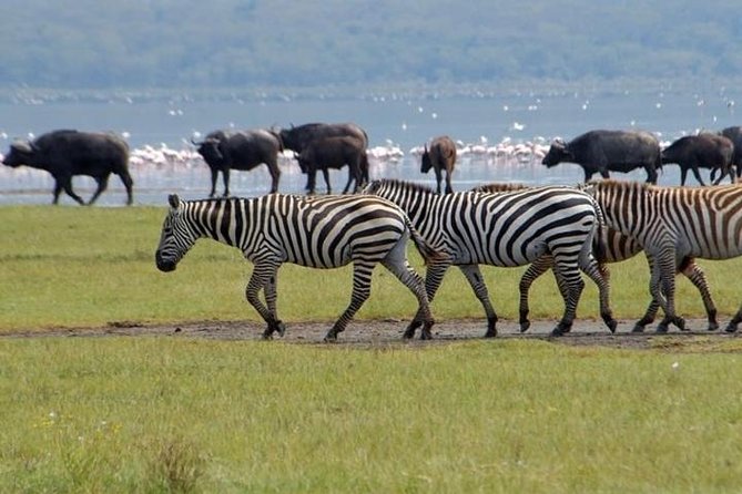 Full Day Lake Nakuru Park and optional boat ride on Lake Naivasha - How lunch works at Lake Nakuru Lodge (and the picnic option)