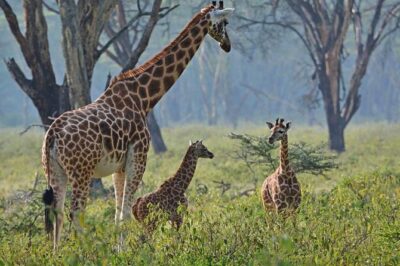 Full Day Lake Nakuru Park and optional boat ride on Lake Naivasha