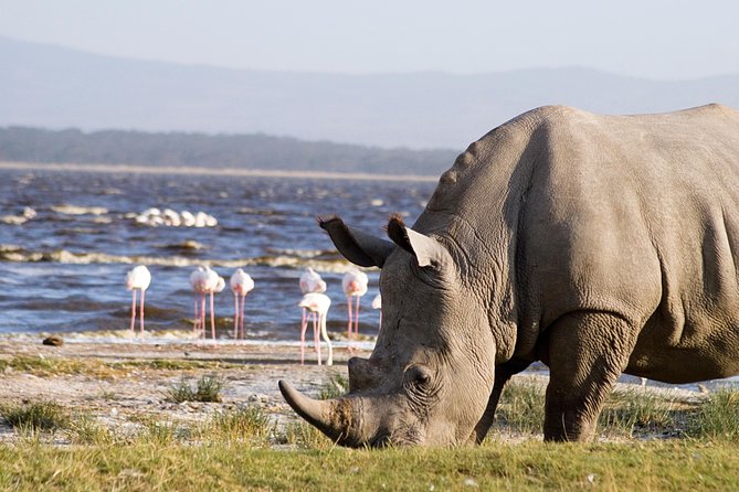 Full Day Lake Nakuru Park and optional boat ride on Lake Naivasha - Lake Naivasha at 3:00pm: views first, then the boat ride