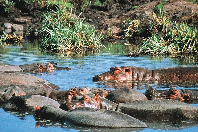 Full Day Mombasa Excursion Tour - Getting around: pickup from hotel or port and the walking pace
