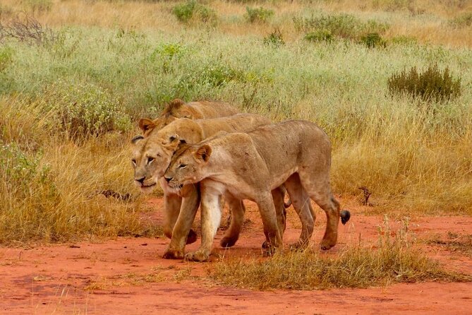 Full Day Private Tour of Tsavo East National Park from Mombasa - Why Tsavo East feels like a real safari day, not a drive-by