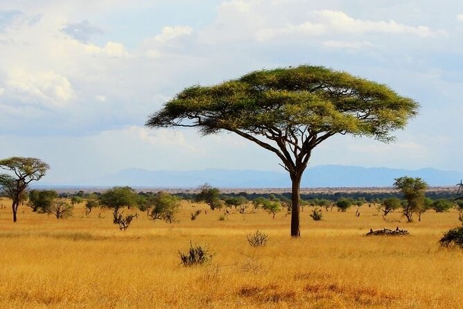 Full Day Private Tour of Tsavo East National Park from Mombasa - Guide quality is the difference between seeing some animals and feeling the safari