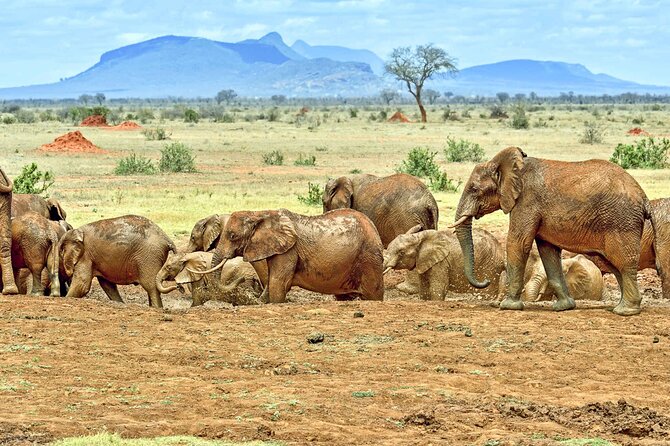 Full Day Private Tour of Tsavo East National Park from Mombasa - The 5:30 am Mombasa departure, and why the timing is part of the game